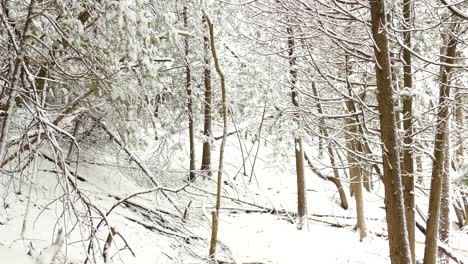 Bosque-Invernal-Con-árboles-Desnudos-Y-Suelo-Cubierto-De-Nieve-Pesada---Panorámica-A-La-Izquierda