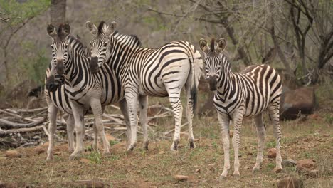 A-herd-of-zebra-standing-still-and-looking-at-the-camera