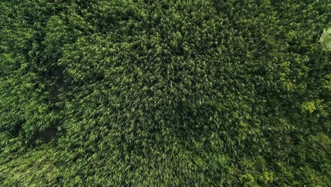 Top-down-aerial-of-lush-green-tall-grass-with-golden-glow