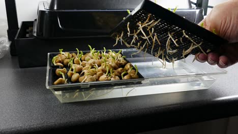 Microgreens-Erbsensamen,-7-Tage-Alt,-Zeigen-Eine-Bräunung-Der-Wurzeln