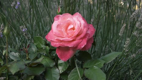 Single-pink-rose-in-full-bloom-with-lavender-flowers-medium-shot