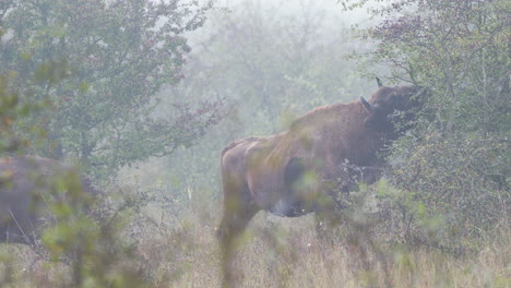 European-bison-bonasus-bull-eating-leaves-from-a-bush,Czechia,foggy