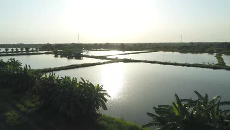 Aerial-Footage-Beautiful-Sunset-At-Nile-Tilapia-Fish-Farm,-Asian-Fish-Farming