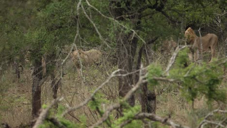 Tracking-shot-of-male-lion-pride-in-African-wilderness