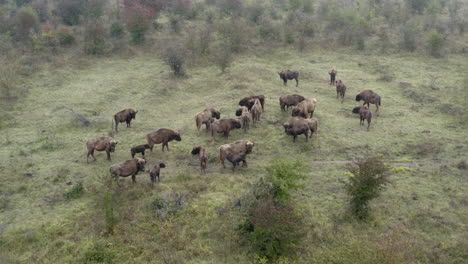 Europäische-Bison-Bonasus-Herde-Steht-Still-In-Einem-Buschigen-Feld,-Tschechien