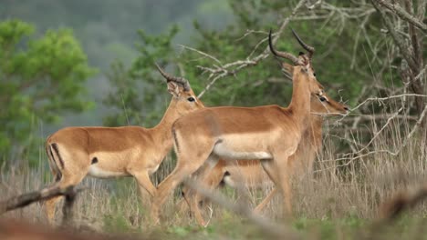 Beautiful-Impala-antelope-makes-brief-warning-call,-rain-in-background