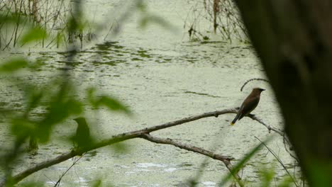 Cedar-Waxwings-sitting-on-a-branch-above-water-then-taking-flight