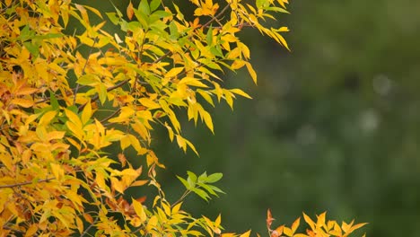 Closeup-view-of-color-changing-leaves-in-fall