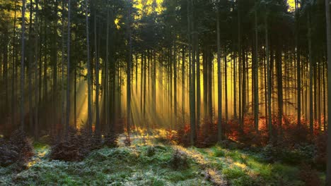 Hingucker-Im-Wald---An-Einem-Wunderschönen-Nebligen-Morgen-Scheinen-Sonnenstrahlen-Durch-Die-Bäume