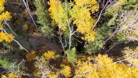 Direkt-Nach-Unten-Gerichtete-Luftaufnahme-Von-Espenbäumen-Im-Herbst-Mit-Gelben-Blättern,-Dann-Nach-Oben-Geneigt,-Um-Einen-Majestätischen-Berggipfel-Freizulegen