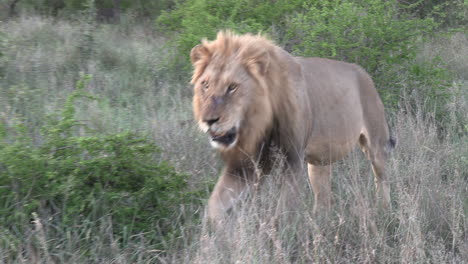 Male-lion-walking-towards-camera