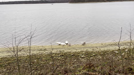 Tilt-up-shot-showing-group-of-dirty-swans-cleaning-themselves-on-sandy-shore-of-lake-in-nature