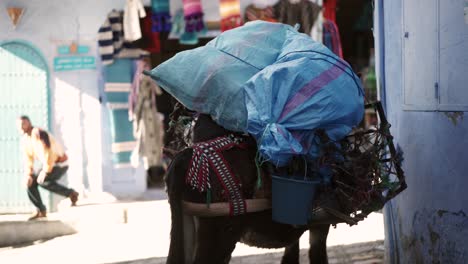 Local-Berber-Moroccan-man-loading-mule-with-goods-in-Chefchaouen-streets