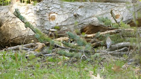 Group-of-tiny-birds-flittering-around-ground-looking-for-food