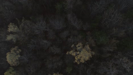 Top-down-aerial-of-dark-eerie-forest-in-Poland-during-autumn