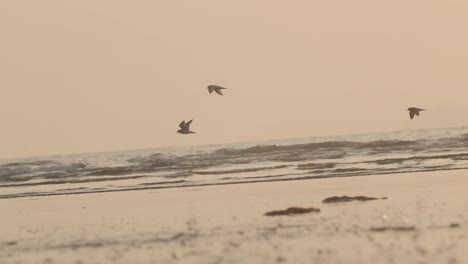 Kleine-Seeregenpfeifervögel-Fliegen-Bei-Sonnenuntergang-über-Meereswellen-Und-Landen-In-Zeitlupe-Am-Sandstrand