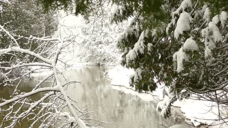 Snowflakes-falling-into-a-small-river-while-green-trees-are-covered-with-white-snow