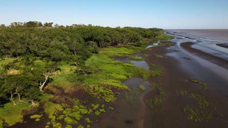 Aufsteigende-Luftaufnahmen-Von-Wäldern-Und-Sandbänken-Am-Rande-Des-Rio-De-La-Plata