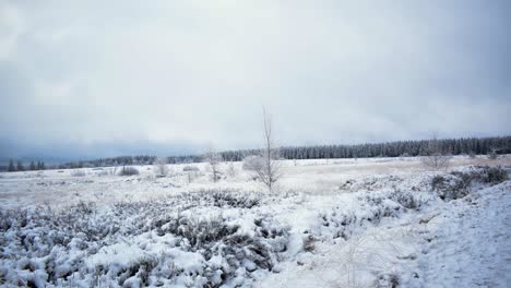 Frozen-trees-scattered-across-the-snow-marshland-with-fast-low-altitude-moving-clouds-passing-overhead