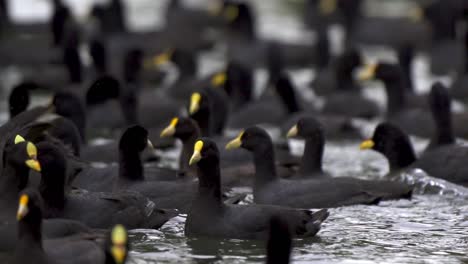 Close-up-of-a-flock-of-red-gartered-and-white-winged-coots-swimming-together-on-a-pond