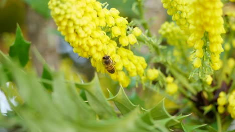 Gelbe-Blüten-Der-Chinesischen-Stechpalme-Mit-Bestäubender-Biene