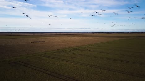 Aerial-birdseye-view-agricultural-field-with-large-flock-of-bean-goose-in-sunny-spring-day,-flock-flying-close-towards-camera,-high-altitude-wide-angle-drone-shot-moving-forward