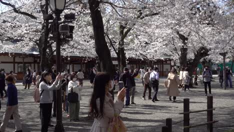 Crowd-of-people-taking-pictures-of-Cherry-Blossoms-during-Covid-Crisis-in-Japan
