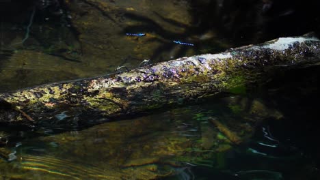 Dragonflies-fly-over-submerged-tree-trunk-in-Nui-Chua-national-park,-Vietnam