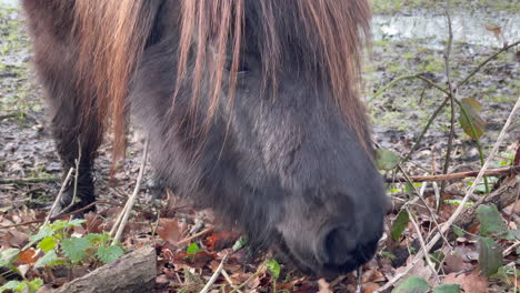 Closeup-shot-of-a-Shetland-pony-eating-grass-in-the-winter,-bright-winters-day