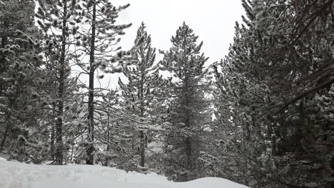Slowmotion-of-a-forest-while-it-snows-on-a-forest-esplanade-in-Andorra---Europe