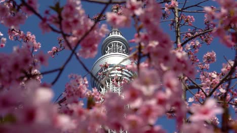 Details-Des-Tokyo-Skytree,-Umrahmt-Von-Unglaublich-Rosa-Und-Lebendigen-Sakura