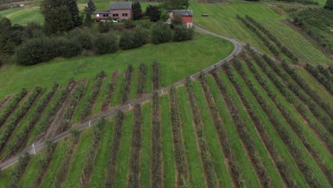 Rich-organic-home-grown-apple-farm-at-Norwegian-Kinsarvik-Hardanger
