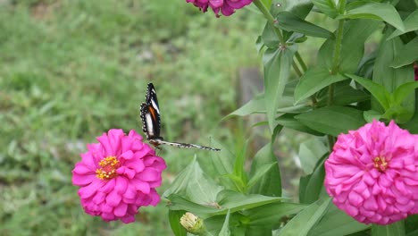 Schmetterlinge-Sitzen-Und-Fliegen-Nach-Der-Fütterung-Von-Der-Schönen-Rosa-Blume-Im-Garten