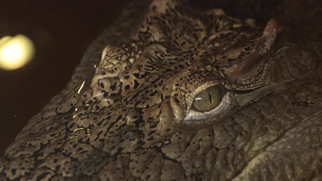 Close-up-view-of-nile-crocodile-eyes