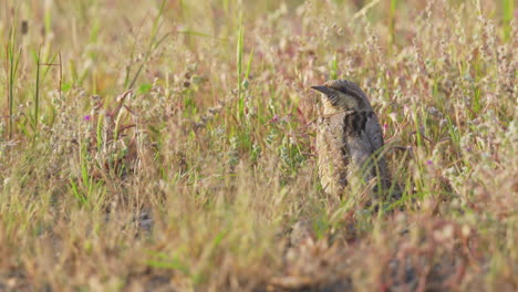 Eurasian-Wryneck-Bird-Standing-On-Field-And-Looking-Around