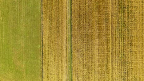 Green-abstract-image-of-diagonal-lines-from-different-crops-in-field-in-early-summer,-shoot-from-drone-directly-above-ground