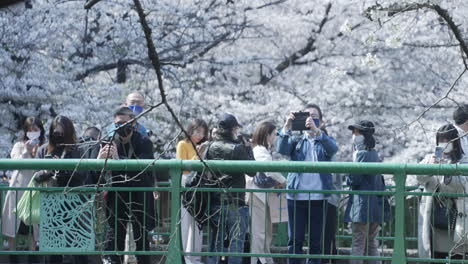Tourists-With-Face-Masks-Taking-Photos-Of-Sakura-Blossoms-During-Pandemic-In-Tokyo,-Japan---static,-slow-motion