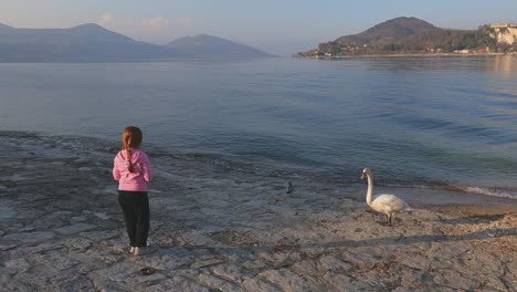 Little-girl-feeds-mallard-and-white-swan-on-lakeshore-of-Maggiore-lake-in-Italy-at-sunset