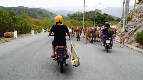 Young-man-drives-motorcycle-past-cows-on-Vietnamese-dirt-track,-yellow-surf-board-in-surf-rack