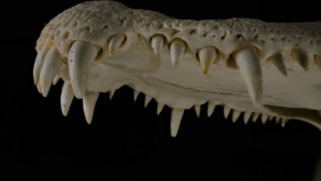 Alligator-skeleton-showing-teeth-and-mouth---skeleton-of-specimen-of-crocodilian-on-black-background