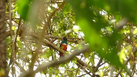 Colorful-Black-Tailed-Trogon-bird-looking-around-through-tree-branches,-in-a-Panama-tropical-forest