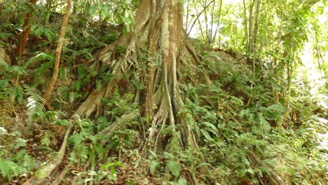 Tropical-Tree-Root-on-Hillside-in-Green-Rainforest,-Wild-Jungle-Concept,-Sliding-Right