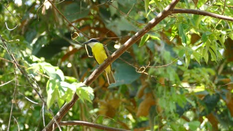 Colorful-Kiskadee-bird-on-tree-branch-on-windy-day