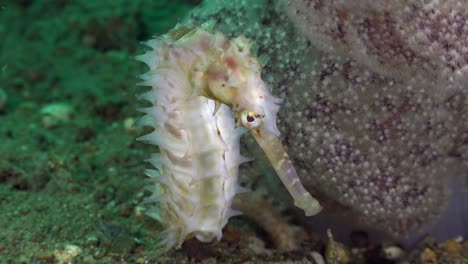 White-thorny-Seahorse-close-up-beside-pink-soft-coral