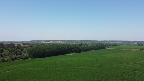 Riesiges-Maisfeld-An-Einem-Sonnigen-Sommertag---Blauer-Himmel-über-Grünem-Bauernhoffeld-In-Alentejo,-Portugal---Luftdrohnenaufnahme