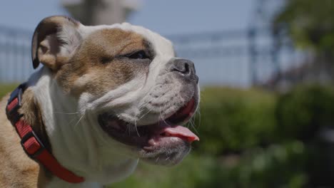 Nahaufnahme-Einer-Englischen-Bulldogge,-Die-An-Einem-Sommertag-Keucht