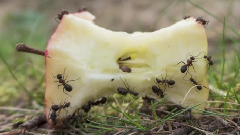 Zeitraffer-Einer-Ameisenkolonie,-Die-Nahrung-Für-Ihr-Nest-Findet,-Insekten-Teamarbeit,-Nahaufnahme