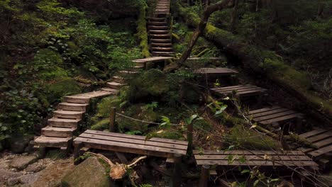 Forest-steps-on-Jomon-Sugi-Hike,-Yakushima-Japan