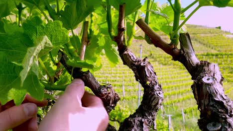 Removing-excessive-shoots-from-vines-in-a-vineyard