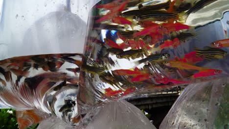 Close-up-of-several-bright-black-and-red-little-fishes-in-plastic-water-bags